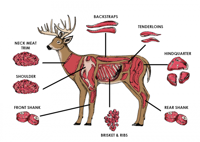 deer-diagram